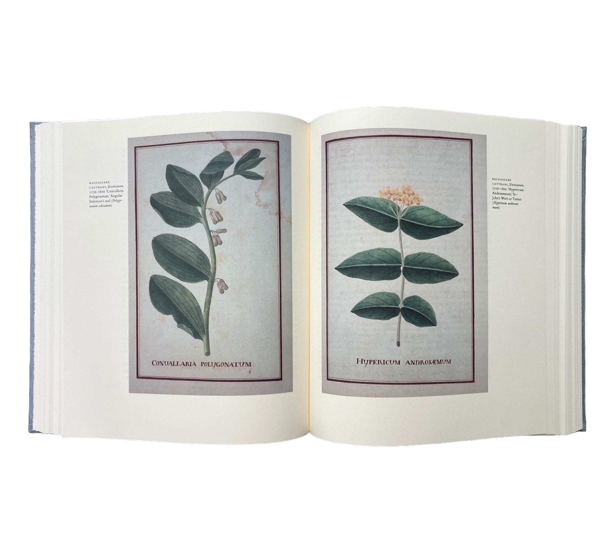 An Oak Spring Herbaria: A Selection of Rare Books, Manuscripts, and Works of Art